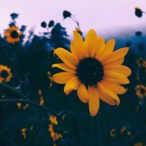 Meet your Posher, Cherry